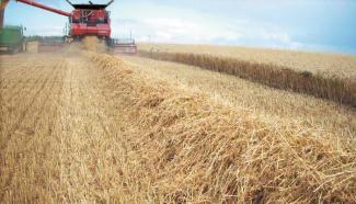 Combine maaidorsers Case IH Axial Flow 8120