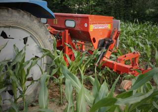 Cultivatoren Maschio HP-6