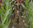 Cultivatoren Maschio HP-4