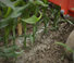 Cultivatoren Maschio HP-4