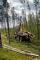 Bosbouwmachines Forwarders Ponsse Elephant