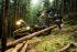 Bosbouwmachines Oogstmachines Ponsse Ergo
