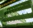 Silagewagens Krone AX 280 HL