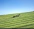 Silagewagens Pöttinger Primo 801 L