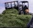 Wielladers Giant D 337 T